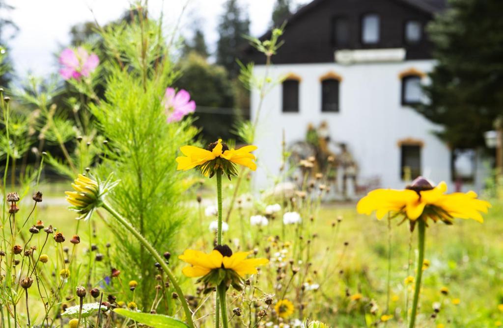 Pension Haus Fuerstenberg Gruenhain-Beierfeld Экстерьер фото